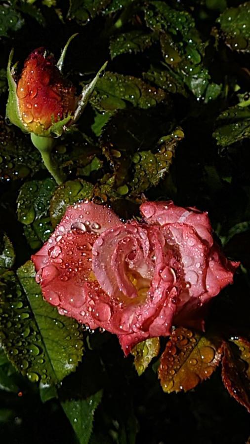 ブランヴィル・シュル・メール Lesroses1680 Bed & Breakfast エクステリア 写真