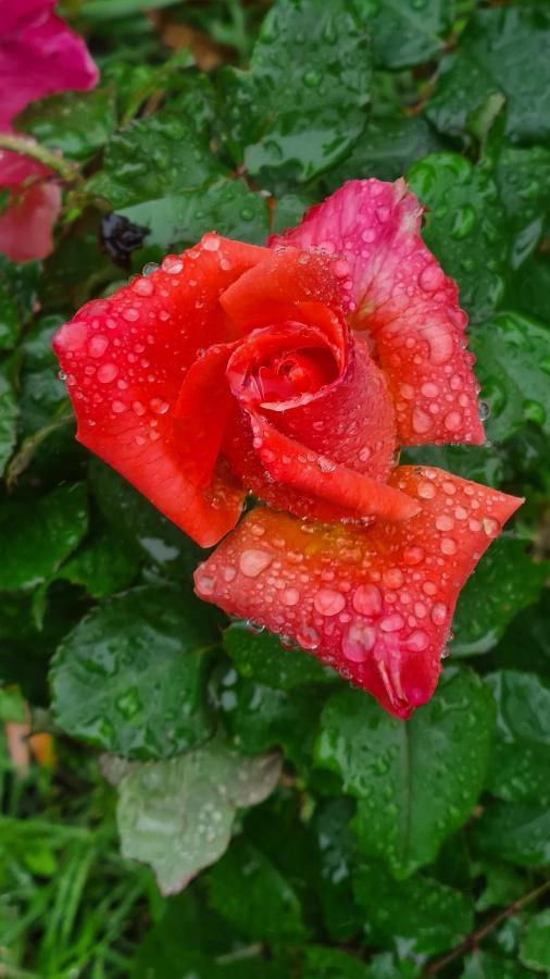 ブランヴィル・シュル・メール Lesroses1680 Bed & Breakfast エクステリア 写真