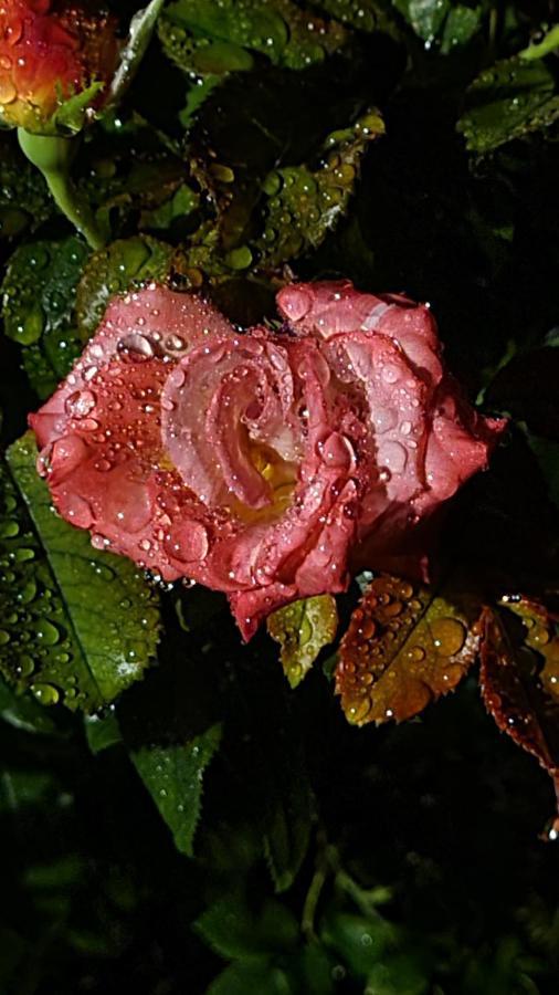 ブランヴィル・シュル・メール Lesroses1680 Bed & Breakfast エクステリア 写真