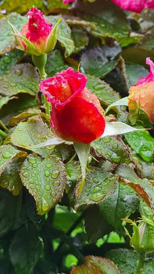 ブランヴィル・シュル・メール Lesroses1680 Bed & Breakfast エクステリア 写真
