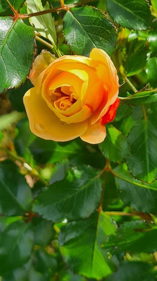 ブランヴィル・シュル・メール Lesroses1680 Bed & Breakfast エクステリア 写真