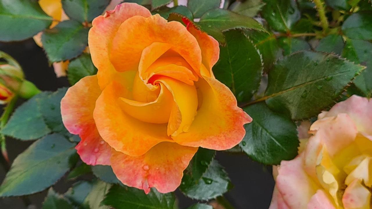 ブランヴィル・シュル・メール Lesroses1680 Bed & Breakfast エクステリア 写真