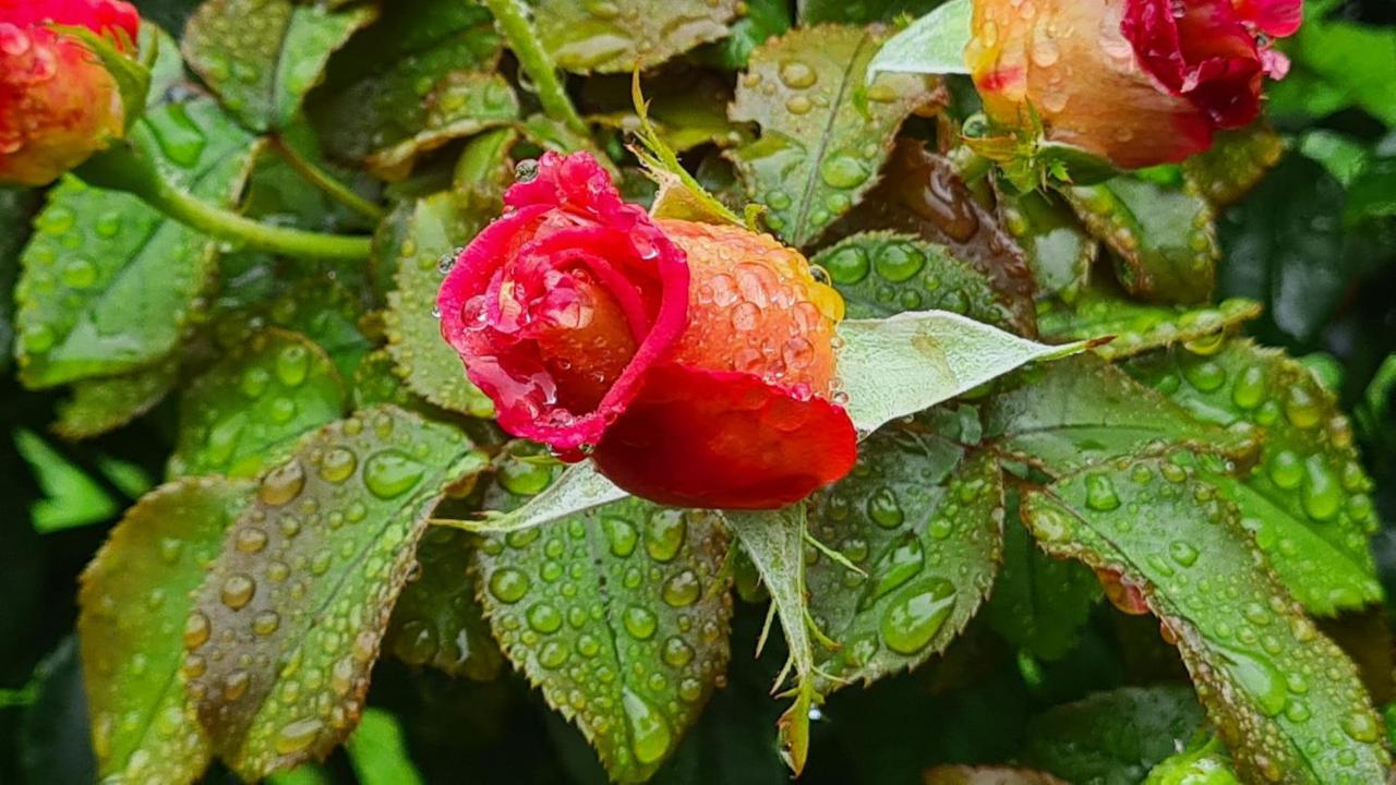 ブランヴィル・シュル・メール Lesroses1680 Bed & Breakfast エクステリア 写真