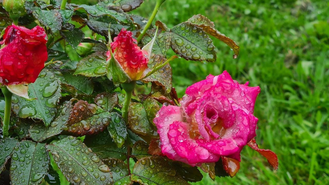 ブランヴィル・シュル・メール Lesroses1680 Bed & Breakfast エクステリア 写真